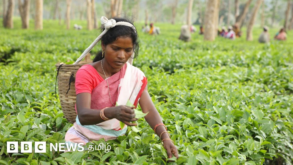 இந்திய தேயிலை ஏற்றுமதி இரான் – இஸ்ரேல் மோதலால்  பாதிக்கப்படுமா?