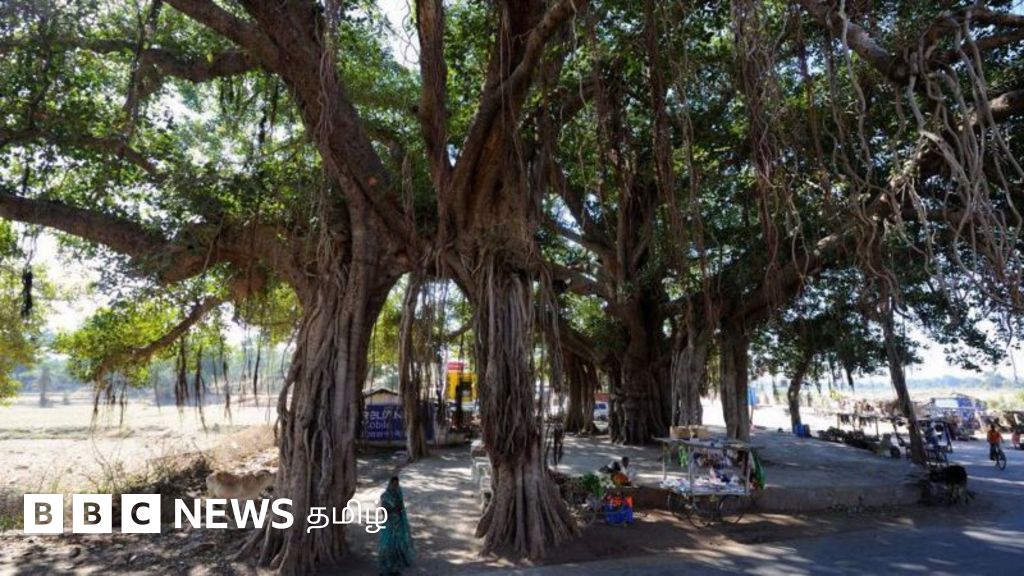 மரங்களுக்கு 75 வயதானால் ஓய்வூதியம் - ஹரியாணாவில் வியக்க வைக்கும் திட்டம்