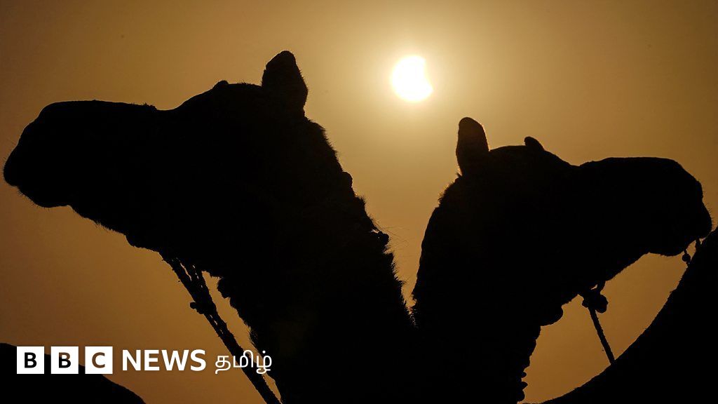 சூரிய கிரகண நேரத்தில் சில விலங்குகள் பதற்றமடையும்போது, ஆமைகள் இனச்சேர்க்கையில் ஈடுபடுவது ஏன்?