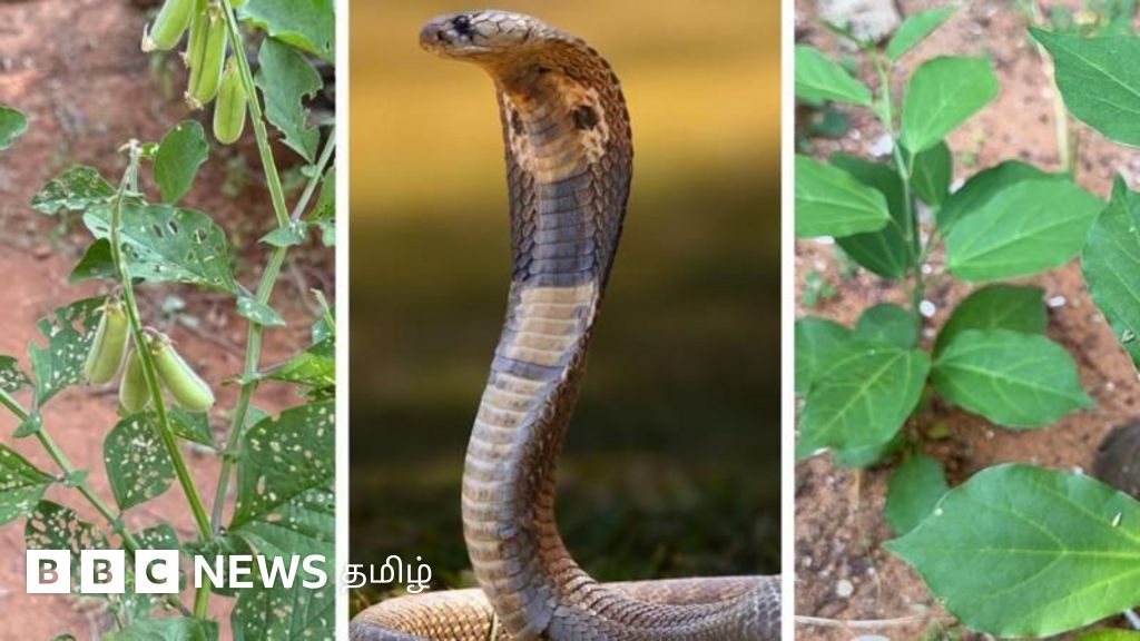 பாம்புகள் கண்டு அஞ்சக்கூடிய செடிகள் உண்மையில் உள்ளனவா? 