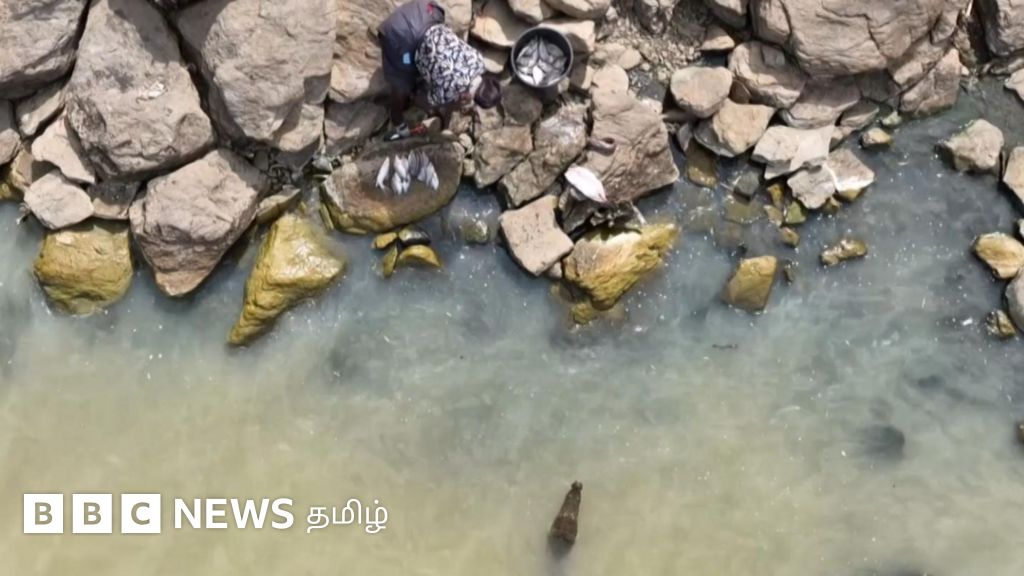 முதலைகளுக்கு அருகில் இந்தப் பெண்கள் வேலை செய்வது ஏன்? – காணொளி