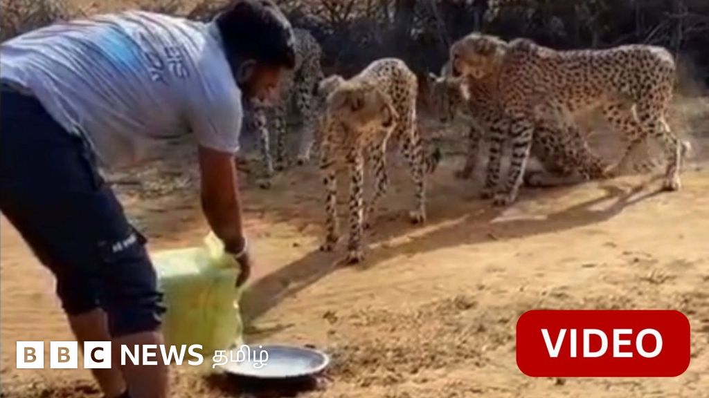சிறுத்தைகளுக்கு தண்ணீர்  கொடுத்த ஊழியர் பணியிடை நீக்கம் – காரணம் என்ன?