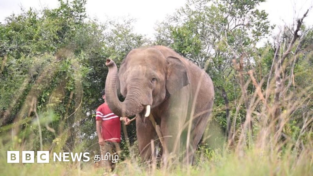 கண் தெரியாத யானையை ஆந்திராவுக்கு கொடுத்ததா கர்நாடகா? - பவன் கல்யாண் கொண்டு வந்த கும்கிகளின் நிலை என்ன?