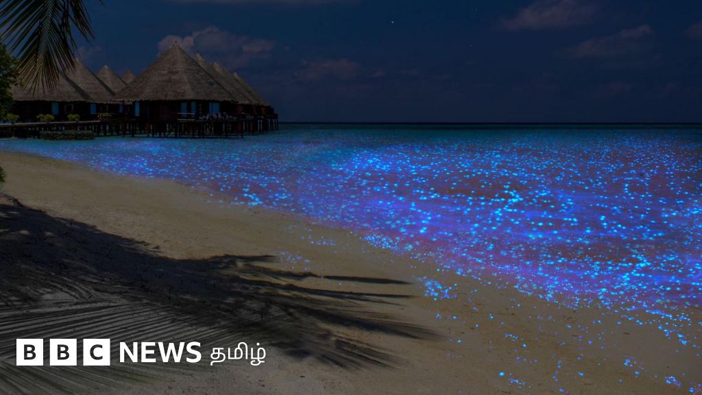 கடலில் மிதக்கும் 'விண்மீன்கள்' - நீங்கள் இந்த அற்புத காட்சியை எங்கே, எப்போது பார்க்கலாம்? 