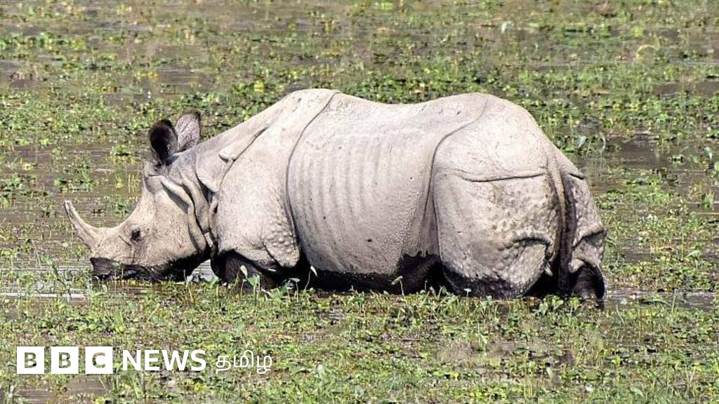 கோவையில் 3,600 ஆண்டுக்கு முன் காண்டாமிருகம் வாழ்ந்ததா? தொல்லியல் சான்று பற்றி ஆய்வாளர்கள் சந்தேகம் 