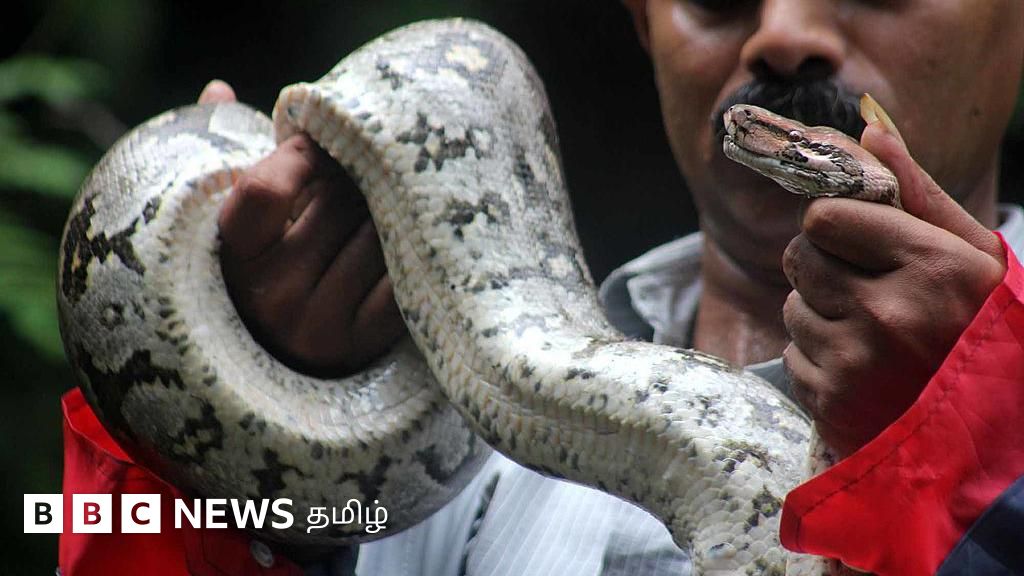 கன்னியாகுமரி: மலைப்பாம்பில் இருந்து பக்கவாதத்திற்கு எண்ணெயா? இவர் என்ன செய்தார்? 