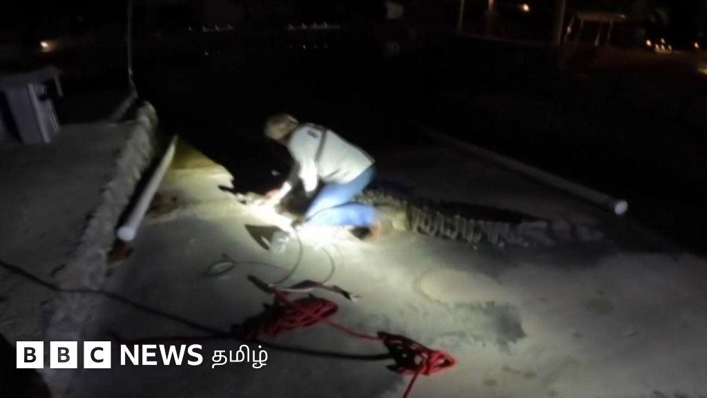 நீச்சல் குளத்திற்குள் புகுந்த 10 அடி முதலையுடன் மல்லுகட்டிய மீட்புப் பணியாளர்