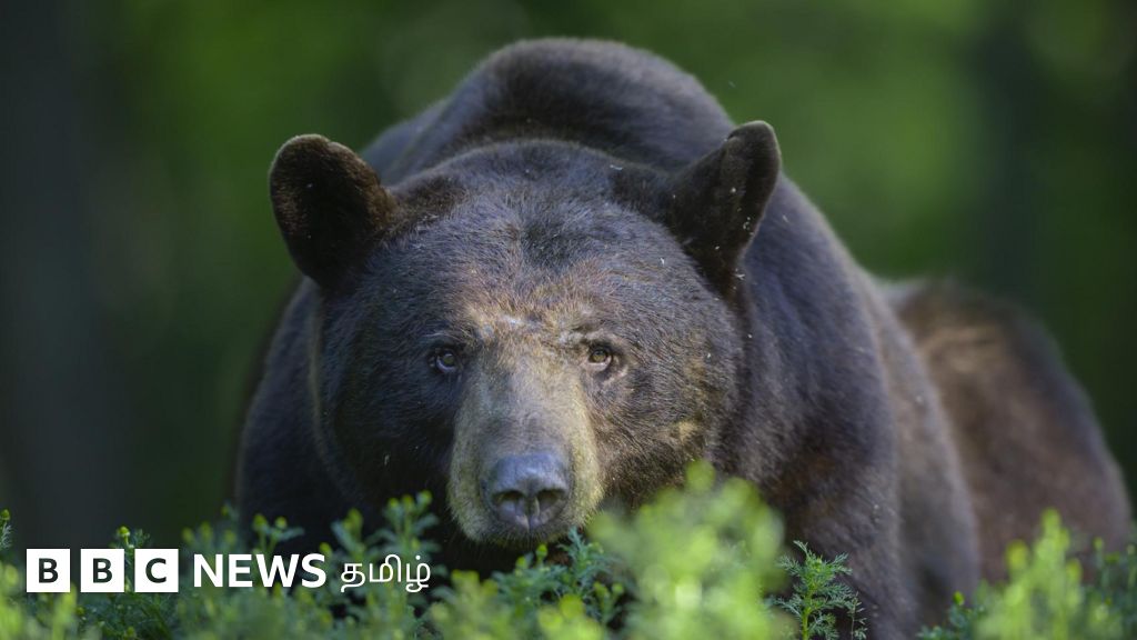 வீட்டு வாசலில் கரடியை கண்ட மனிதர் - 'ஷாக்' ஆன கரடி