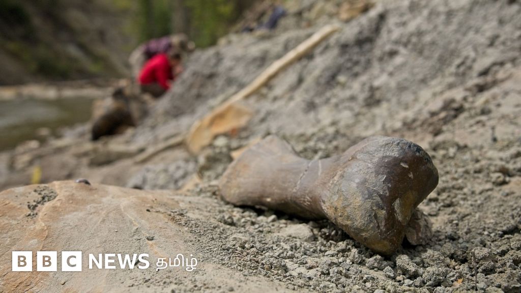 ஒரே இடத்தில் இறந்து புதைந்த ஆயிரக்கணக்கான டைனோசர்கள் -  ஆராய்ச்சியாளர்களை ஆச்சர்யப்பட வைத்த வரலாற்று நிகழ்வு 