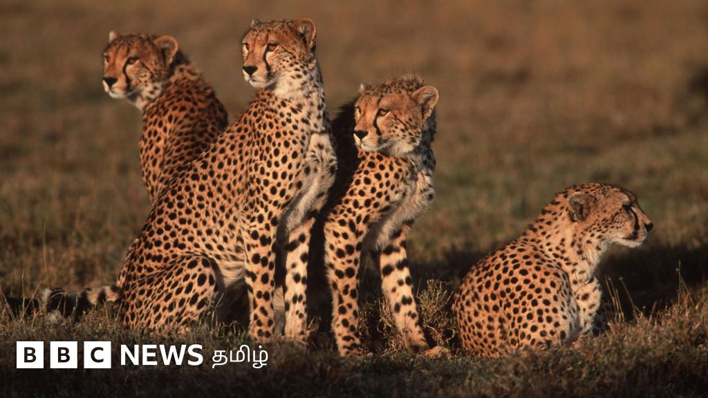 இந்தியா கொண்டுவரப்பட்ட சிவிங்கிப் புலிகள் அடுத்தடுத்து மரணம்: குனோ தேசிய பூங்காவில் என்ன நடக்கிறது?