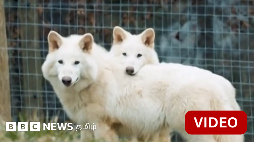 10 ஆயிரம் ஆண்டுகளுக்கு முன் அழிந்துபோன ஓநாய் மீண்டும் தோன்றியுள்ளதா?