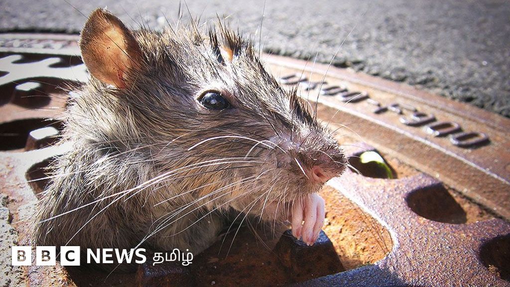 எலி பிடிக்கும் வேலைக்கு 1.38 கோடி ரூபாய் சம்பளம் 