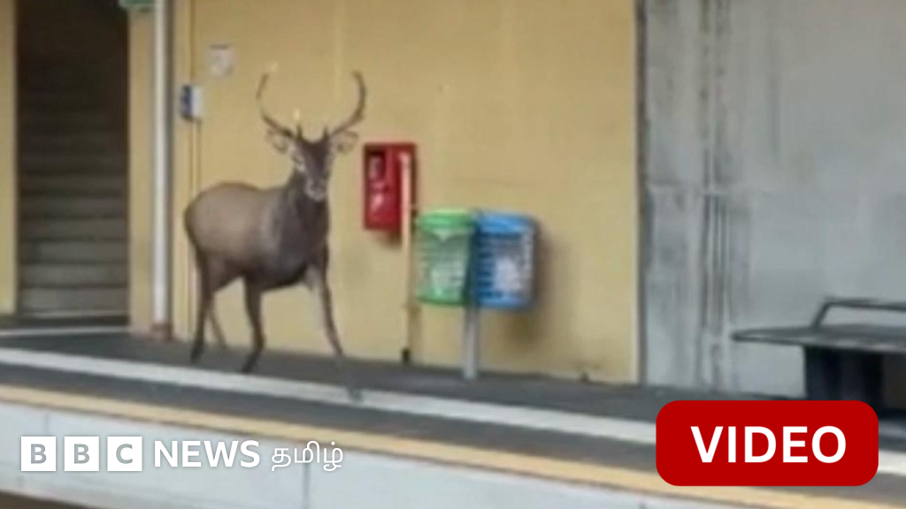 காணொளி: ரயில் நிலையத்திற்குள் புகுந்து தண்டவாளத்தில் நடந்த மான் 