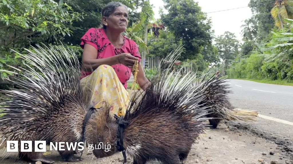 15 முள்ளம்பன்றிகளை வைத்து இந்தப்பெண் என்ன செய்கிறார் தெரியுமா? - காணொளி