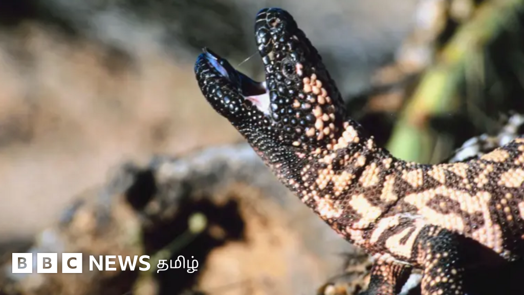 மருத்துவ உலகில் புதிய புரட்சியை ஏற்படுத்தும் கிலா அரக்கப் பல்லியின் விஷம் - எப்படி?