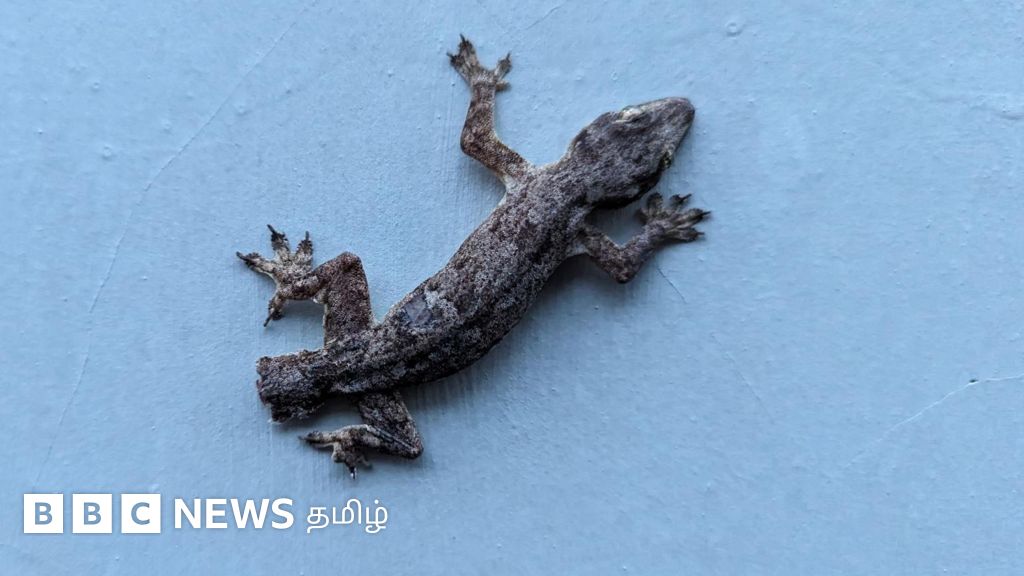 பல்லி தனது வாலை தானே துண்டித்துக் கொள்வது ஏன்? அறிவியல் பின்னணி