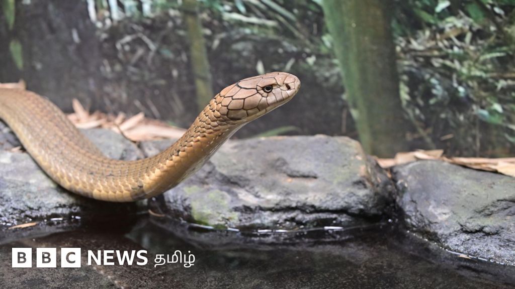 கோடைக் காலங்களில் வீடுகளை நோக்கிவரும் பாம்புகள் - தடுக்க சில வழிகள்