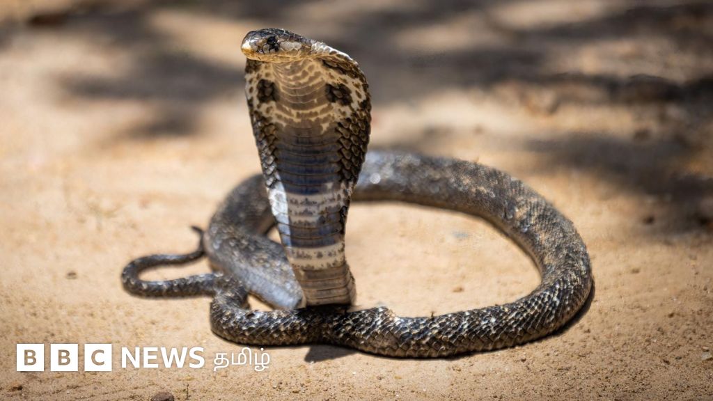 கப்பலில் பாம்புகளை கண்டு அஞ்சி நடுங்கும் ஊழியர்கள் - விசாகப்பட்டினத்தில் என்ன நடக்கிறது? 