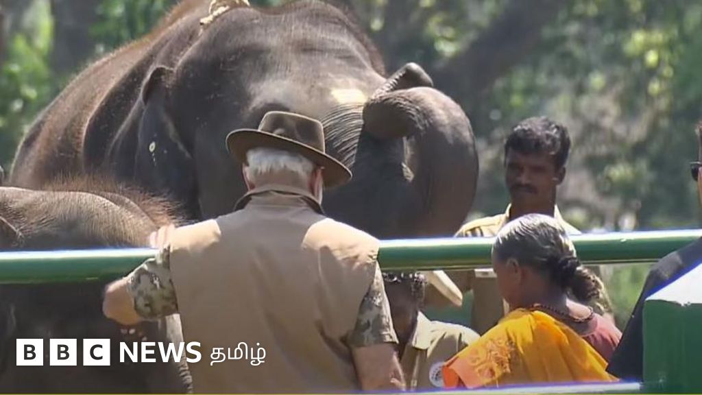 முதுமலையில் பொம்மன் - பெள்ளியை சந்தித்த நரேந்திர மோதி யானைக்கு உணவளித்தார்
