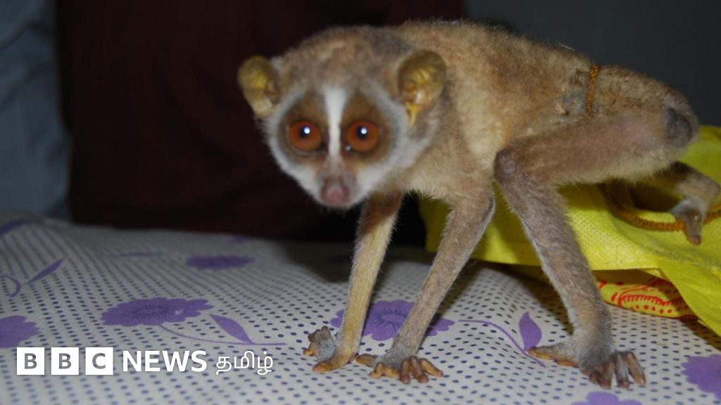 வெறும் 200 கிராம் எடையுடைய தேவாங்குகள் சட்டவிரோதமாக பிடிக்கப்படுவது ஏன்? மூட நம்பிக்கையால் நடக்கும் கொடூரம்