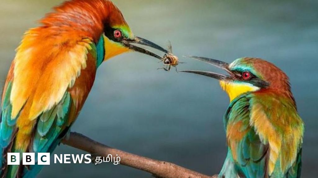 பெண்ணை மகிழ்விக்க பரிசு மட்டுமின்றி, உயிரையே கொடுக்கும் ஆண் - பூச்சிகள், பறவைகளில் என்ன நடக்கிறது?