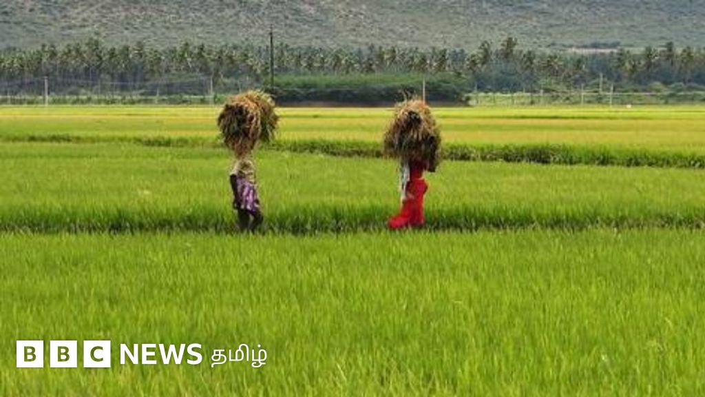 நெல் பயிரில் ஈரப்பதம் எவ்வாறு கணக்கிடப்படுகிறது? அதில் சிக்கல் எழுவது ஏன்?