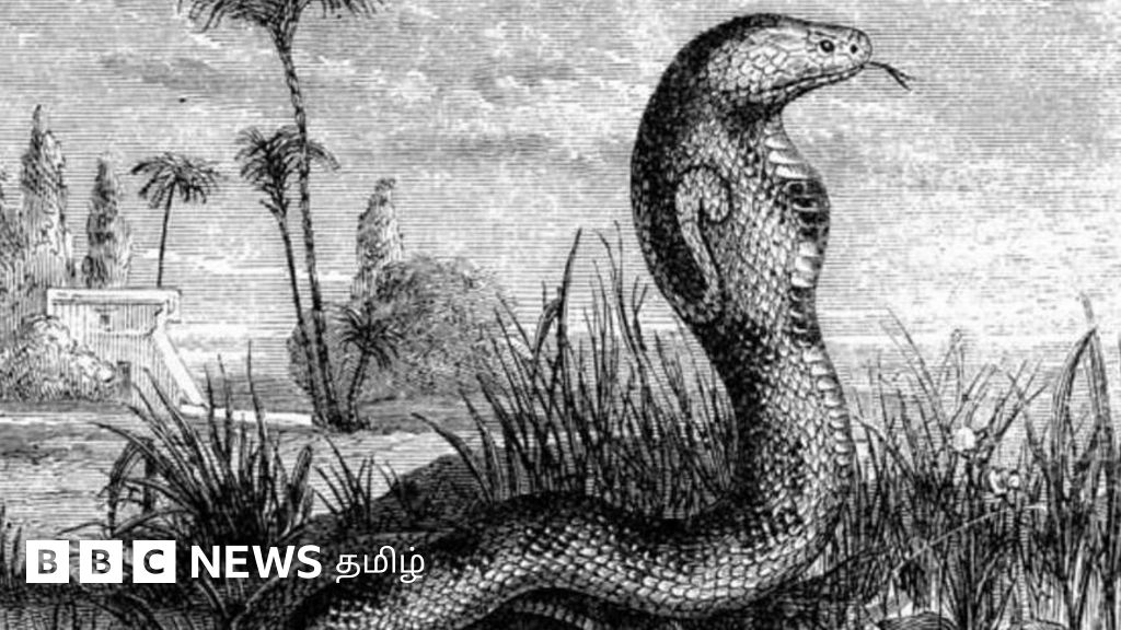 இந்தியாவில் வாழ்ந்த பிரமாண்ட 'வாசுகி' பாம்பின் உணவும் வேட்டை முறைகளும் என்ன?  ஆய்வாளர்கள் தகவல்