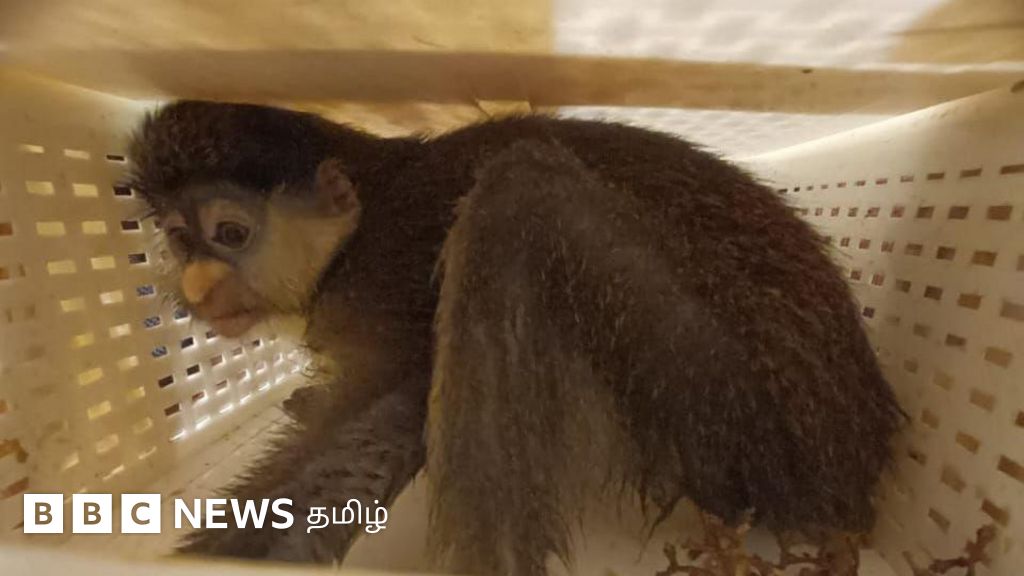 குரங்கு முதல் பாம்பு வரை- வனவிலங்குகளை கடத்தும் முக்கிய மையமாக சென்னை விமான நிலையம் திகழ்கிறதா?