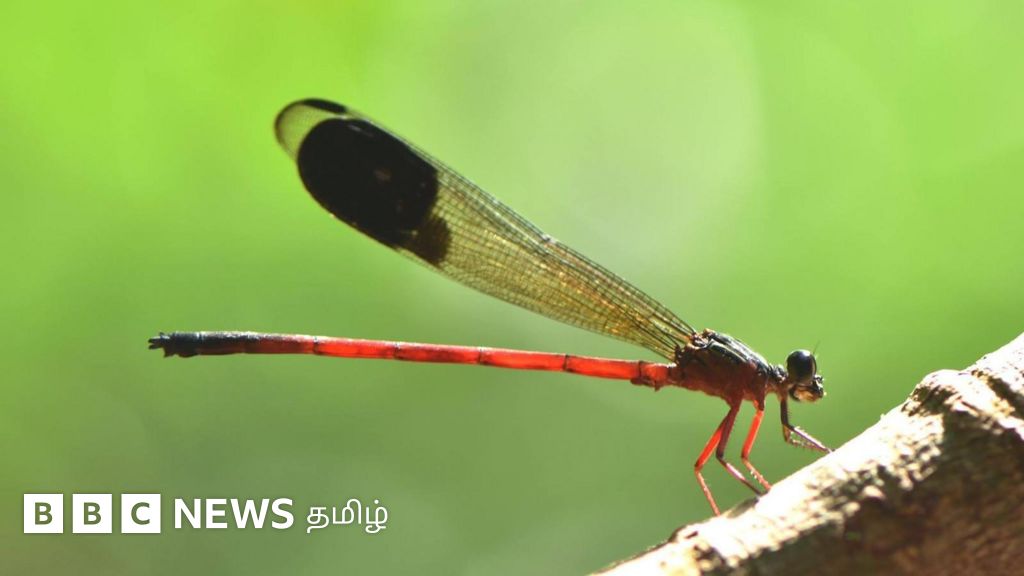 தமிழ்நாட்டின் முதல் தட்டான் கணக்கெடுப்பு: தண்ணீரை காக்க உதவும் 80 வகை தட்டான்பூச்சிகள்