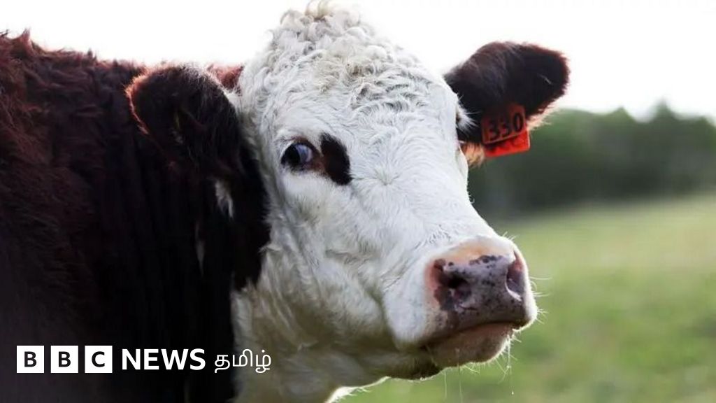 இந்தியாவில் அமெரிக்கா விற்க நினைக்கும் 'அசைவ பால்' என்றால் என்ன?