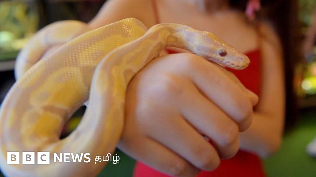டிடிஎஃப் வாசன் சர்ச்சை: இந்தியாவில் பாம்பை செல்லப்பிராணியாக வீட்டில் வளர்க்க அனுமதி உண்டா?