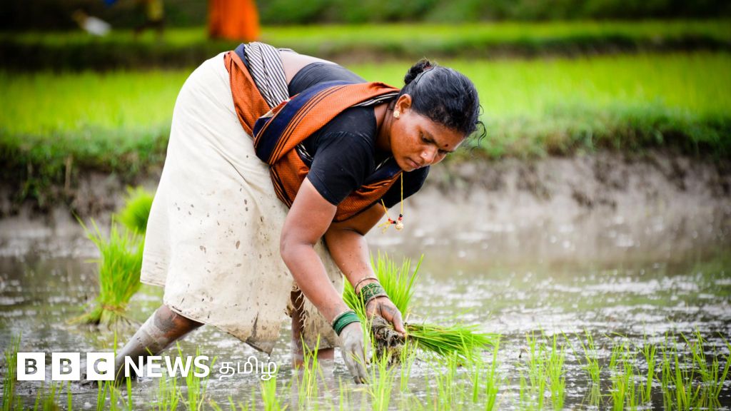தமிழ்நாடு: காவிரி நீர் இல்லாததால் 5 லட்சம் ஏக்கர் நெல் பயிர் கருகும் ஆபத்து