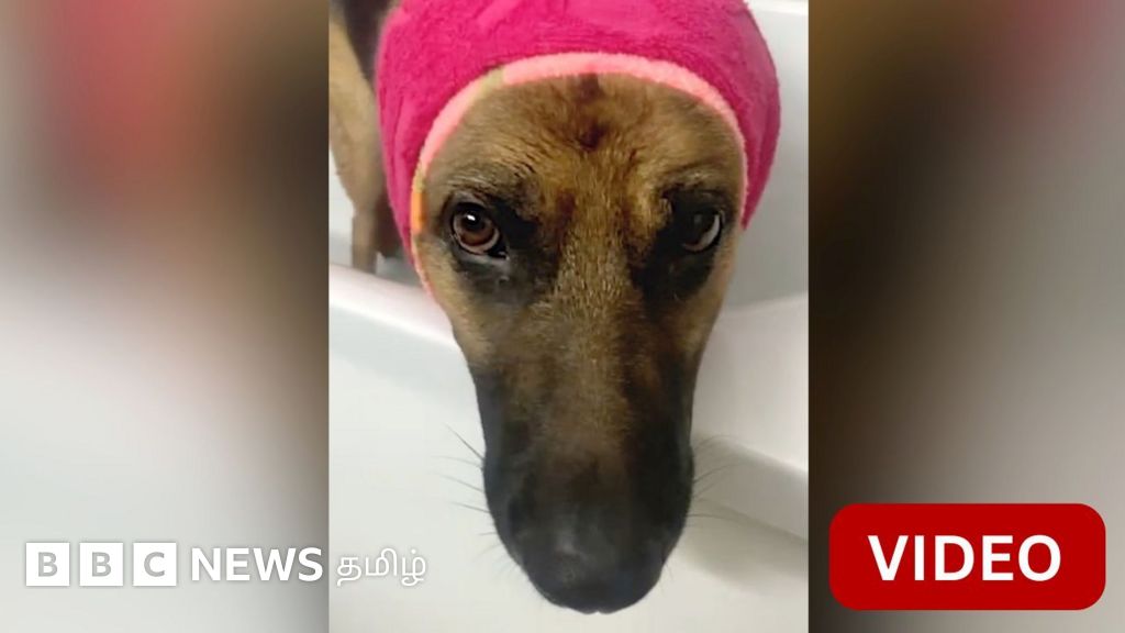 யுக்ரேனில் குண்டு சத்தம் கேட்டாலே பதற்றம் அடையும் நாய்