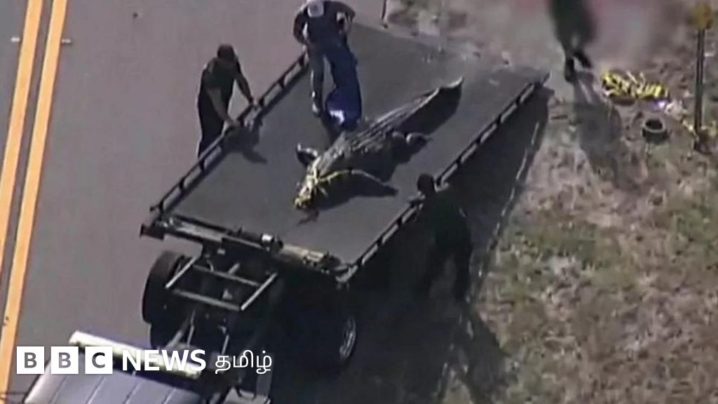 13 அடி நீள ராட்சத முதலையின் வாயில் பெண் உடல் - அமெரிக்காவில் நடந்தது என்ன? 