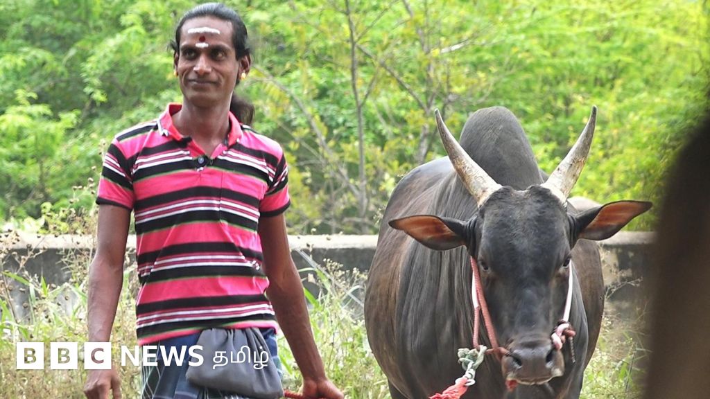 திருநங்கை வளர்ப்பில் சீறிப்பாயும் ஜல்லிக்கட்டு காளைகள்: “வீரத்தமிழச்சி ஆக்கிய பிள்ளைகள்”