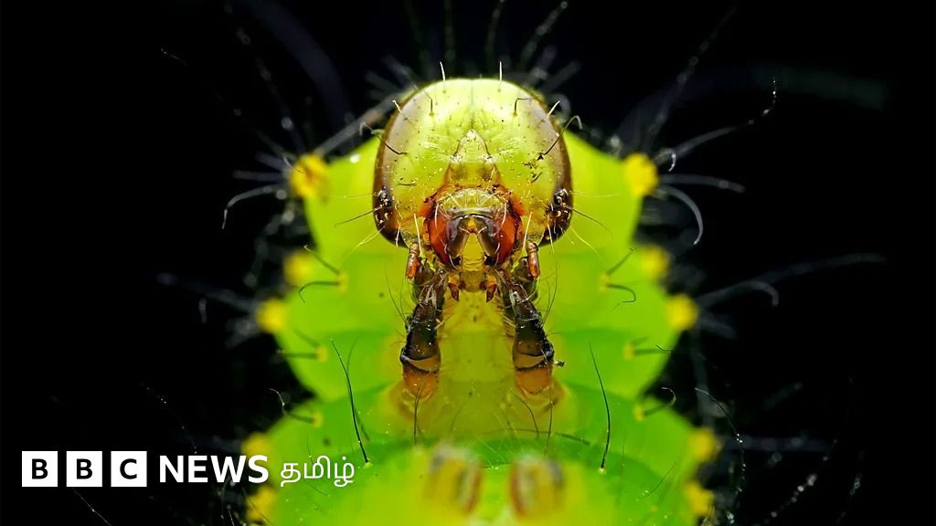 உயிர்காக்கும் மருந்துகளை உருவாக்க விஷமுள்ள கம்பளிப் புழுக்கள் எப்படி உதவ முடியும்?