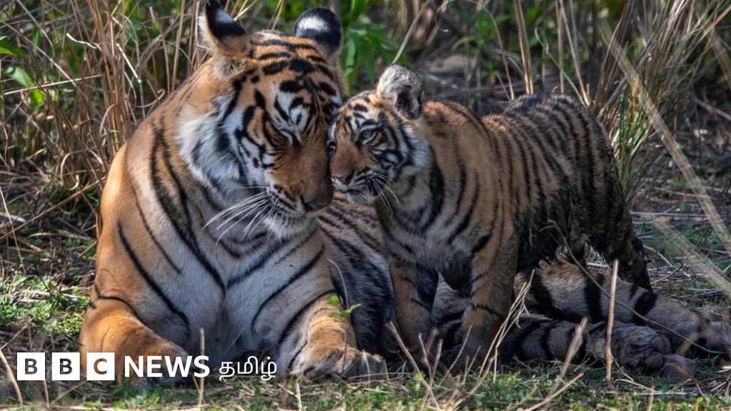குட்டிகளை வளர்க்க தாய்ப்புலி செய்யும் தியாகங்கள் என்ன? ஆண் குட்டிகளை மட்டும் விரட்டி விடுவது ஏன்?