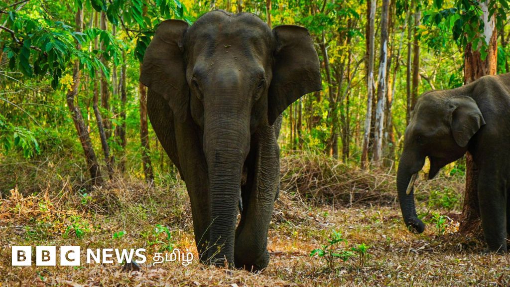 தமிழ்நாடு யானை வழித்தடத் திட்டத்துக்கு கூடலூர், மசினகுடி மக்கள் எதிர்ப்புத் தெரிவிப்பது ஏன்?