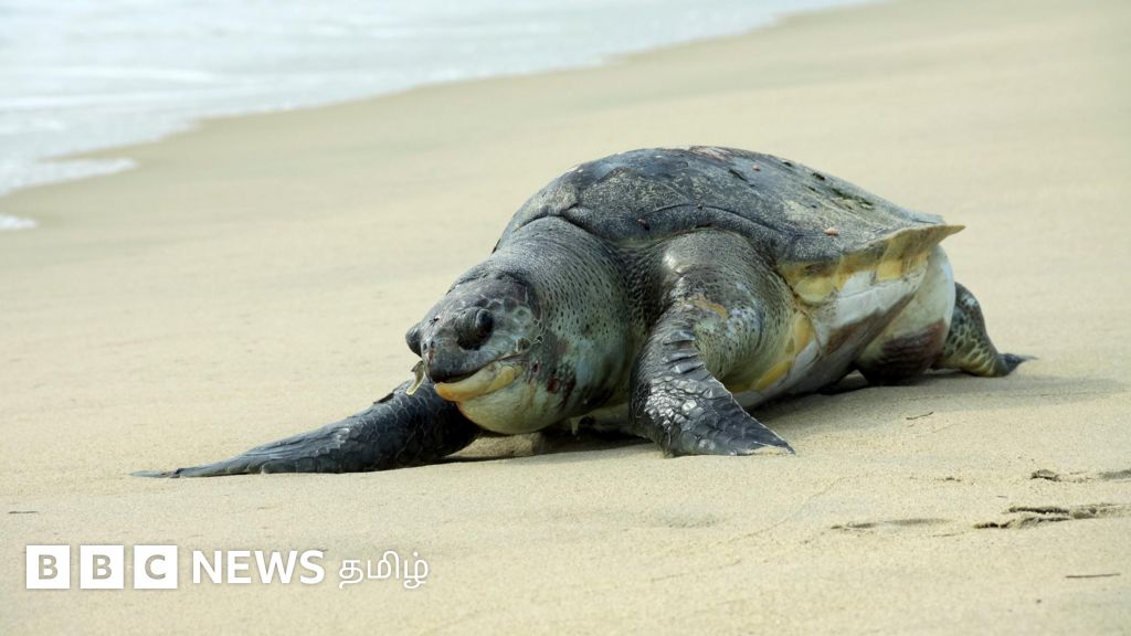 ராமநாதபுரம்: முன்கூட்டியே முடிந்த ‘பங்குனி ஆமை முட்டையிடும்’ சீசன் - கடல் ஆமை பாதுகாப்பை பாதிக்குமா?