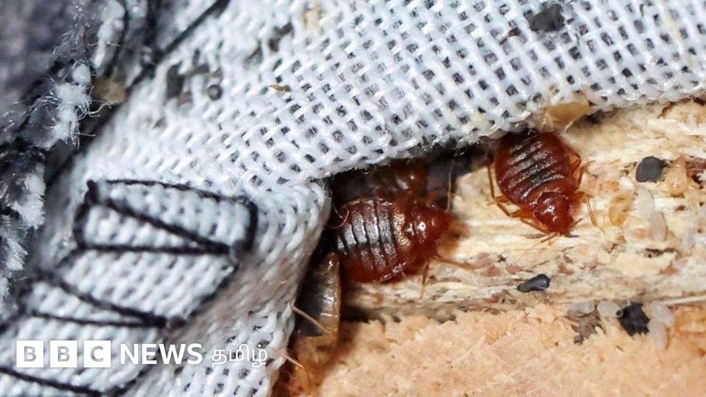 மூட்டைப்பூச்சி பயத்தில் உறைந்து போயிருக்கும் பிரான்ஸ் – என்ன நடக்கிறது அங்கே?