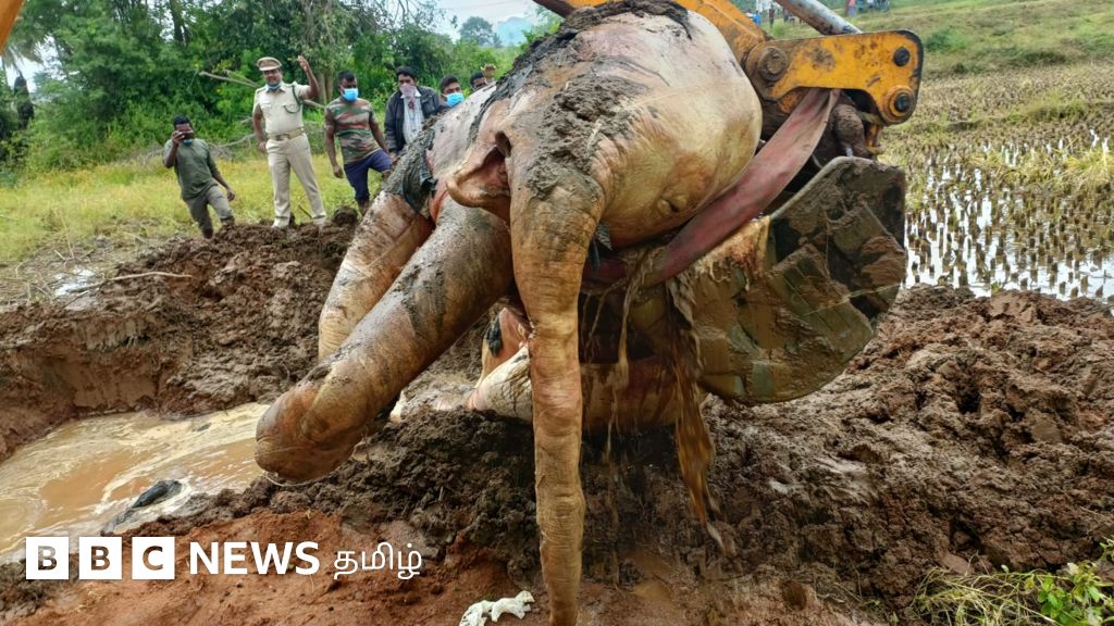 மின் வேலியில் சிக்கி பலியான குட்டி யானையை புதைத்த விவசாயி கைது - என்ன நடந்தது?