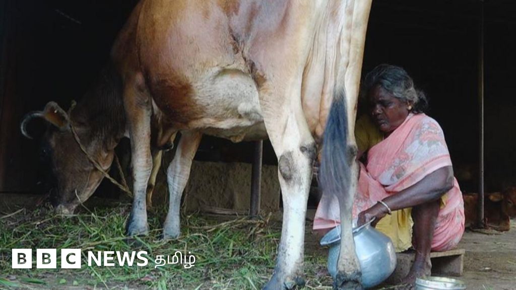 மதுவுக்கு அடிமையான கணவர்கள் - கைகொடுத்த கறவை மாடுகள்: சுய தொழிலில் முன்னேறும் பெண்கள்