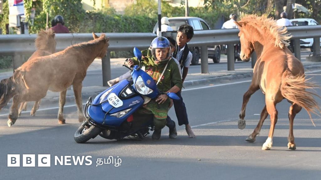 கோவையில் வாகன ஓட்டிகளை கலங்கடிக்கும் குதிரைகள் சாலையில் சுற்றித் திரிவதன் பின்னணி