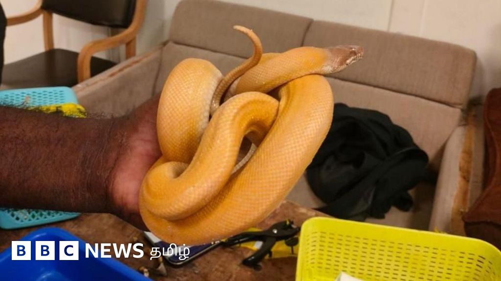 சென்னை அரிய உயிரினங்களை கடத்தும் சர்வதேச மையமாக திகழ்வது ஏன்? பிடிபட்டால் என்ன செய்கிறார்கள்?