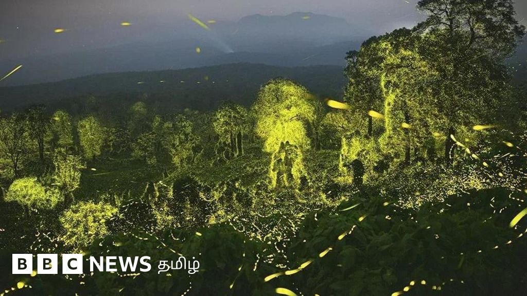 தமிழ்நாட்டு புகைப்பட கலைஞருக்கு சர்வதேச விருது - யார் அவர்? எதை படம்பிடித்தார்? 