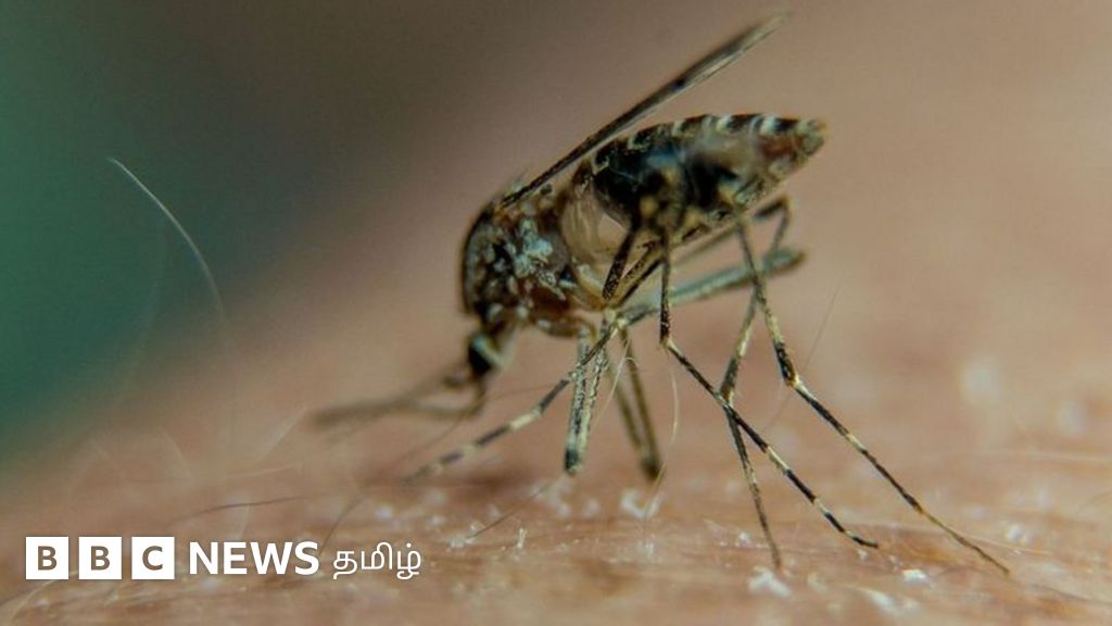 அதிகரிக்கும் டெங்கு காய்ச்சல் பரவல் - குழந்தைகளுக்கு இருந்தால் முன்னமே கண்டறிவது எப்படி?