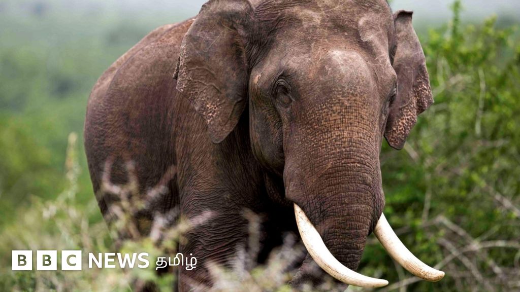 டாப் 5 செய்திகள்: தருமபுரியில் தந்தத்திற்காக கொன்று எரிக்கப்பட்ட யானை - என்ன நடந்தது?