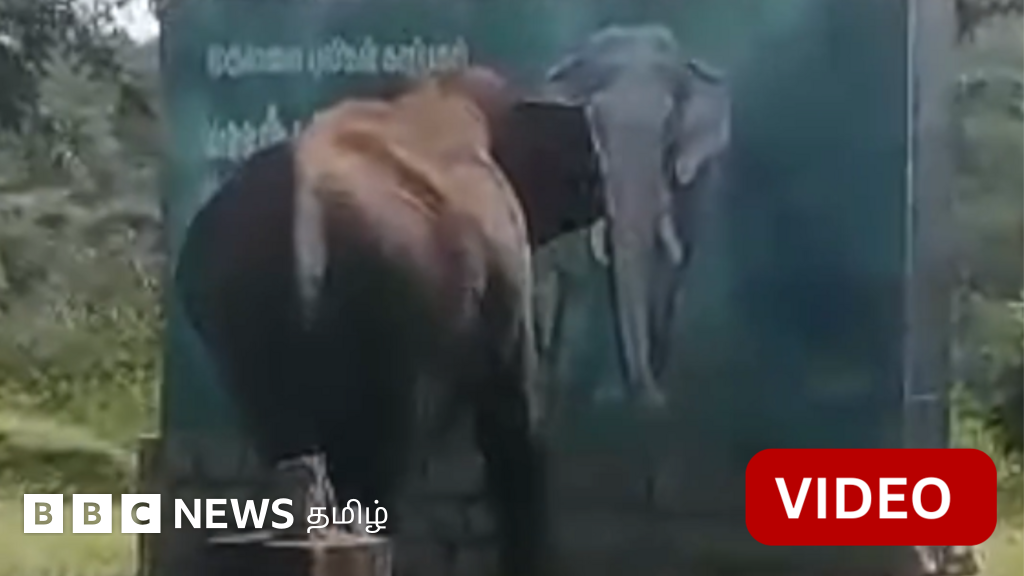 காணொளி: சுவரில் யானை ஓவியத்தை கண்டு காட்டுயானை கொடுத்த ரியாக்சன்