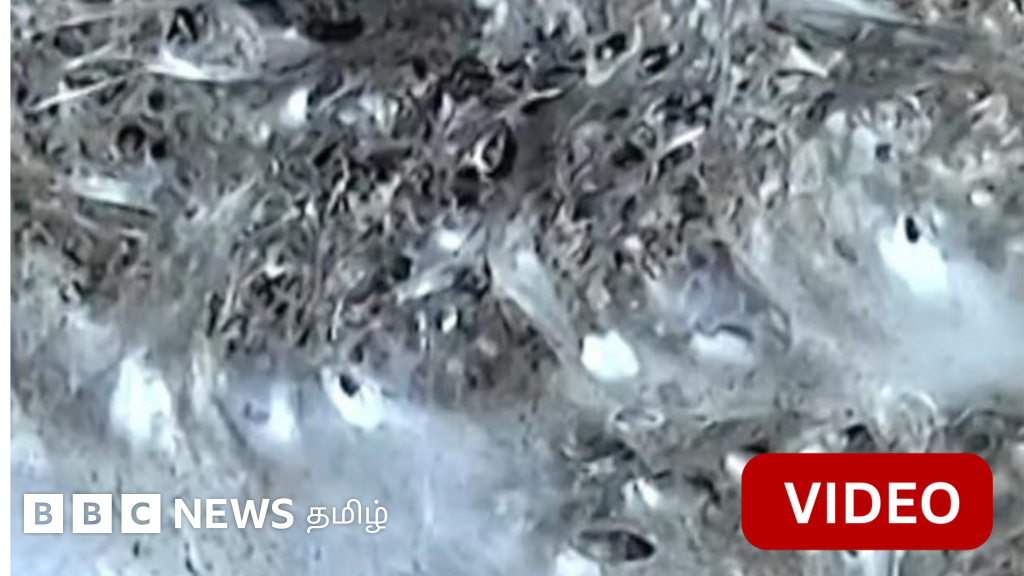 காணொளி : 1,000 சதுர அடி பரப்புடைய மிகப்பெரிய வலையில் பல லட்சம் சிலந்திகள் 