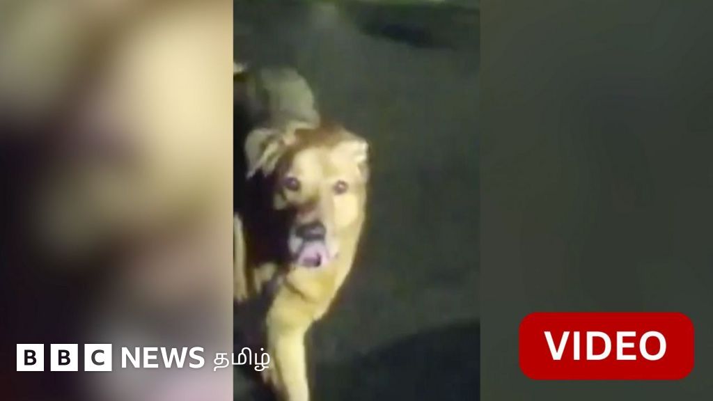 காணொளி: காணாமல் போன மூதாட்டி - கண்டுபிடிக்க உதவிய நாய்